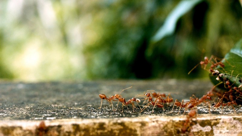 sognare-formiche