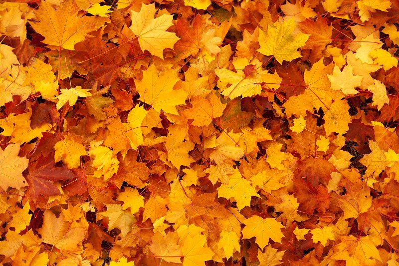 il-significato-psicologico-del-colore-arancione