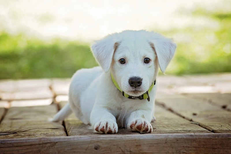 vuoi-sapere-come-si-calcola-letà-dei-cani