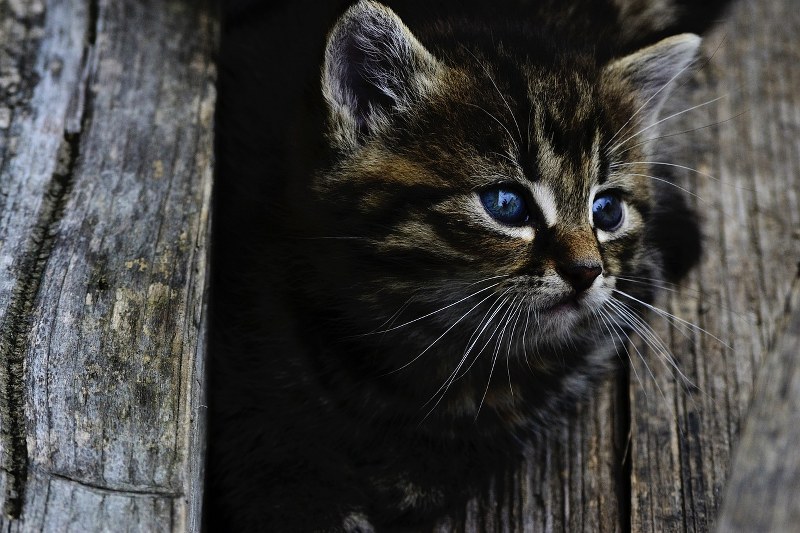 L’anima del gatto dopo la morte: miti, leggende e processi di guarigione del lutto