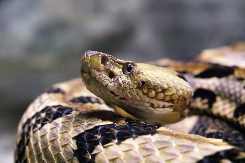 Sognare di essere morsi da un serpente: significato, interpretazione del sogno