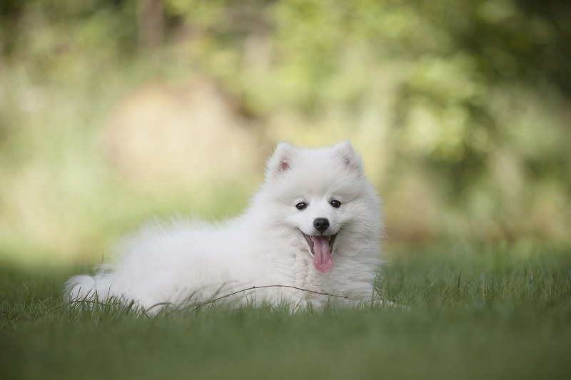 sognare-un-cane-bianco