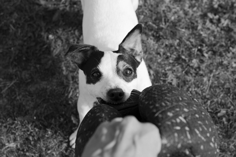 Sognare un cane che morde: interpretazione del sogno e possibili spiegazioni
