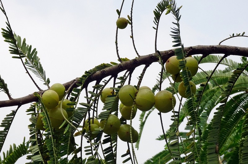 Frutta con la E: La lista di tutti i frutti che cominciano con la lettera E