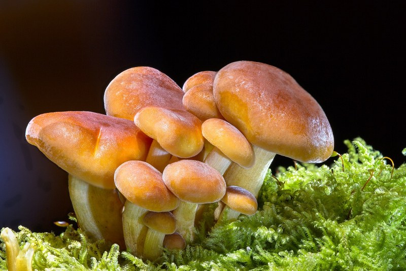 Sognare Funghi: significato e interpretazione dei funghi nei sogni