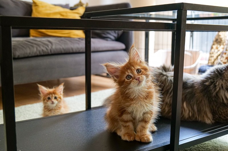 Sognare gatti in casa: significato e interpretazione
