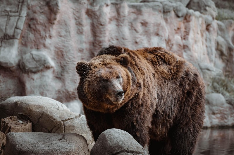 Sognare un orso: il significato e l’interpretazione dei sogni con gli orsi