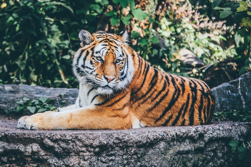 Sognare una Tigre: Interpretazione e Significato