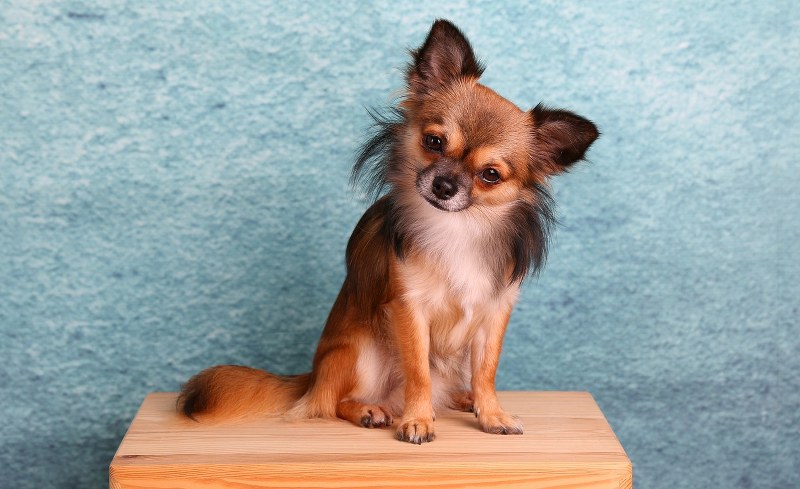 Cani Piccoli che non Crescono Mai: Le Migliori 8 Razze Consigliate