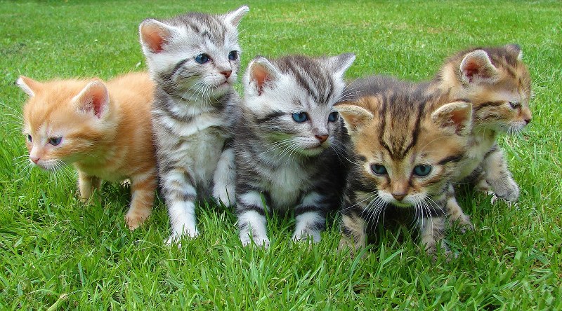 E’ vero che i gatti dimenticano il volto del padrone dopo 3 giorni?
