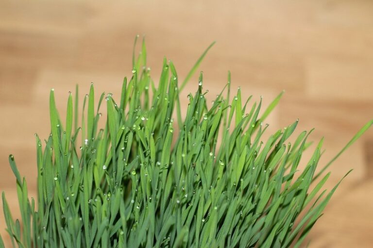 Erba Gatta: cosa è, a cosa serve e perché piace ai gatti