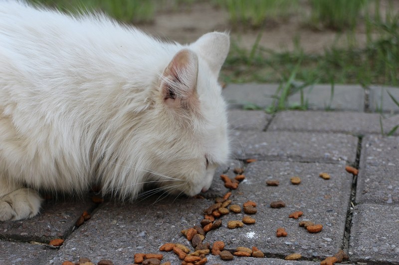Perché il Gatto Annusa il Cibo Ma Non lo Mangia? ecco le spiegazioni comportamentali
