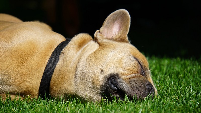 Sintomi di Avvelenamento nel Cane: Come individuarli, prevenirli e affrontarli