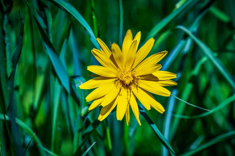 Arnica per Cavalli: È sicura per l’uso umano? fa male?