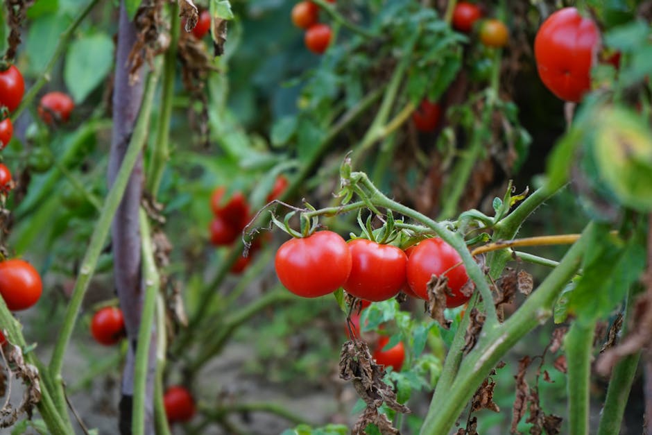 Come piantare i pomodori: tutto quello che devi sapere prima di iniziare