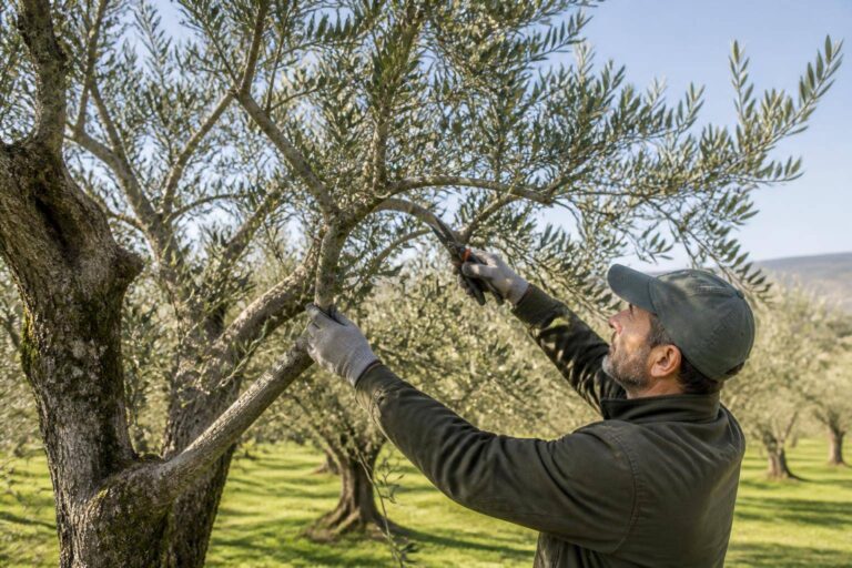 Come potare gli ulivi: guida pratica su periodo, tagli e errori da evitare